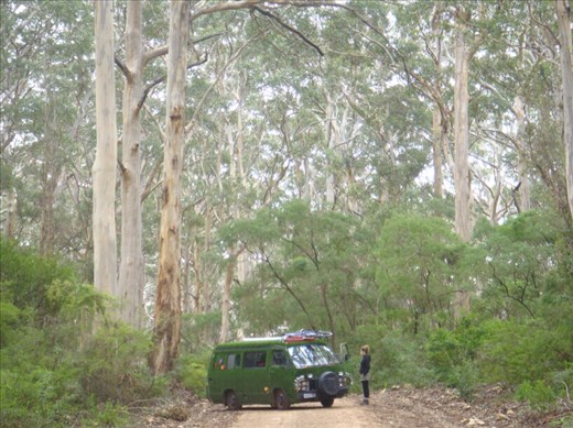 My sis, the grass-van and tall Karri trees, Leeuwin-Naturaliste NP, WA