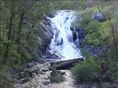 Beedelup Falls, Beedelup NP, WA: by thomasz, Views[328]