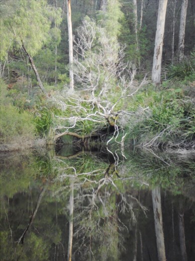 Reflection, Warren NP, WA