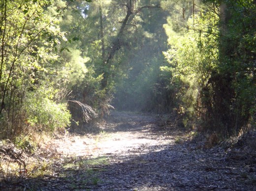 Beam of sunshine, Warren NP, WA