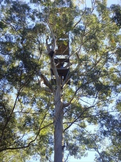 Old fire lookout, Bicentennial Tree (75m above ground), Warren NP, WA