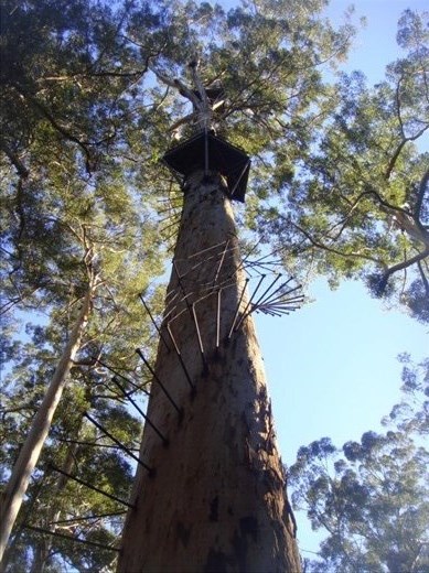 'Stairs', Bicentennial Tree, Warren NP, WA
