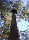 'Stairs', Bicentennial Tree, Warren NP, WA: by thomasz, Views[447]