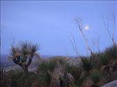 Grass trees and the moon, Mt. Chudalup, D'Entrecasteaux NP, WA: by thomasz, Views[336]