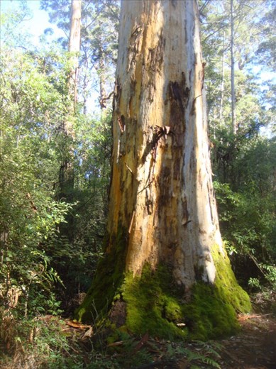 Big Karri, Shannon NP, WA