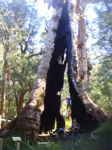 Giant Tingle Tree, Walpole-Nornalup NP, WA