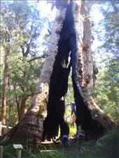 Giant Tingle Tree, Walpole-Nornalup NP, WA: by thomasz, Views[282]