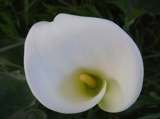 Arum Lily, invasive weed, Frenchman Bay, WA