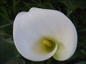 Arum Lily, invasive weed, Frenchman Bay, WA: by thomasz, Views[344]
