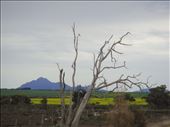 Towards the Stirling Range, WA: by thomasz, Views[299]