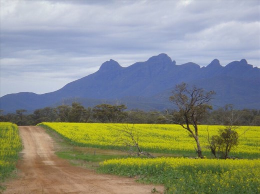 Canola and the Stirling Range, WA