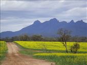 Canola and the Stirling Range, WA: by thomasz, Views[257]