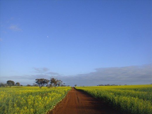 The moon, red dirt road & canola, WA