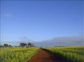 The moon, red dirt road & canola, WA: by thomasz, Views[314]