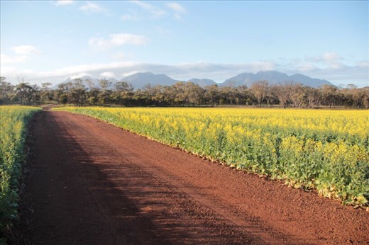Into the canola fields, WA