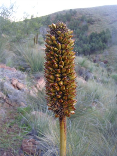 Grass tree flower spike, Warren Gorge, SA