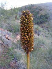 Grass tree flower spike, Warren Gorge, SA: by thomasz, Views[158]