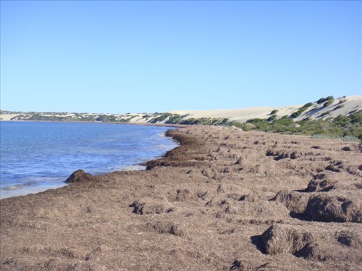 Loads of seaweed, Fowlers Bay, SA