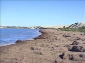 Loads of seaweed, Fowlers Bay, SA: by thomasz, Views[193]