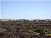 Dunes around Fowlers Bay, SA: by thomasz, Views[178]