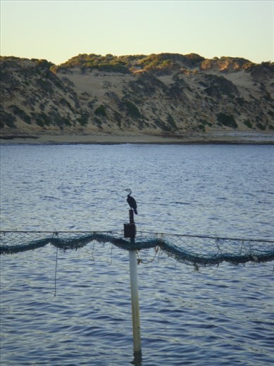 Cormorant on the shark net, Point Sinclair, SA 