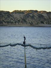 Cormorant on the shark net, Point Sinclair, SA : by thomasz, Views[226]