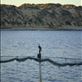 Cormorant on the shark net, Point Sinclair, SA : by thomasz, Views[193]