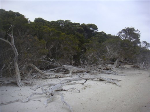 Dead wood, Hamersley inlet, Fitzgerald NP, WA