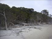 Dead wood, Hamersley inlet, Fitzgerald NP, WA: by thomasz, Views[166]