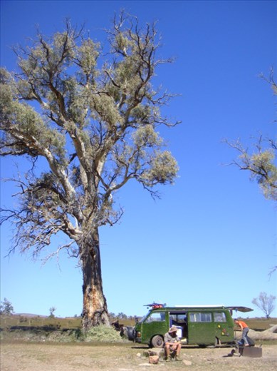 Big red gum, Flinders Ranges NP, SA