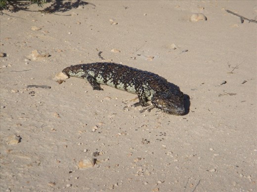 Blue Tongue Lizard, High Cliff, SA