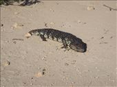 Blue Tongue Lizard, High Cliff, SA: by thomasz, Views[186]
