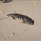 Blue Tongue Lizard, High Cliff, SA: by thomasz, Views[186]
