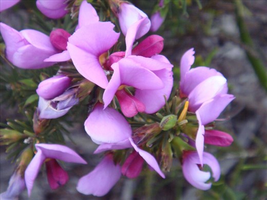 Purple flowers, Fitzgerald NP, WA