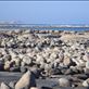 Rocks and ocean, South of Streaky Bay, SA: by thomasz, Views[147]