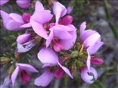 Purple flowers, Fitzgerald NP, WA: by thomasz, Views[157]