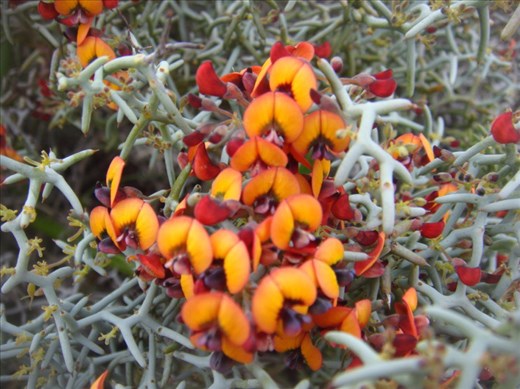 Tiny orange & red flowers, Fitzgerald NP, WA