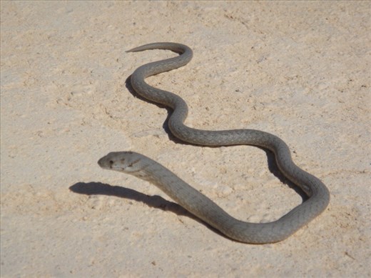 Tiny snake, Point Labatt Conservation Park, SA
