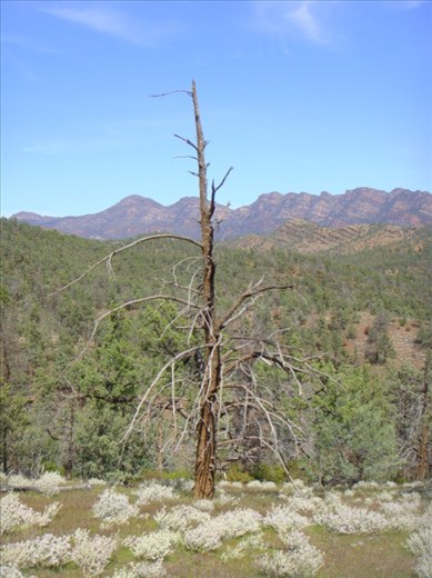 Dead fir tree, Flinders Ranges NP, SA