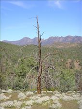 Dead fir tree, Flinders Ranges NP, SA: by thomasz, Views[193]