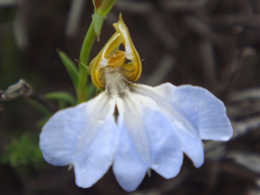 Blue delicacy, Fitzgerald NP, WA 