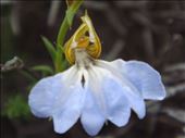 Blue delicacy, Fitzgerald NP, WA : by thomasz, Views[139]