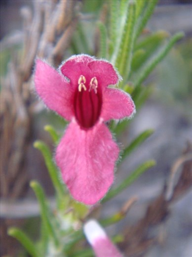 Hairy red, Fitzgerald NP, WA