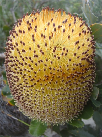 Banksia cone in bloom, Fitzgerald NP, WA