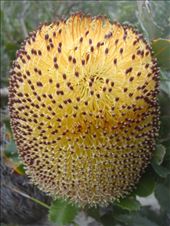 Banksia cone in bloom, Fitzgerald NP, WA: by thomasz, Views[127]