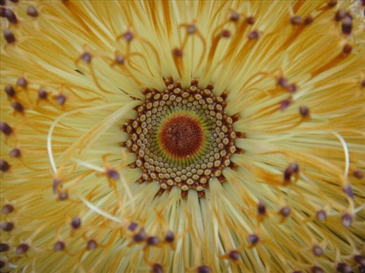 Concentric, Banksia cone in bloom, Fitzgerald NP, WA