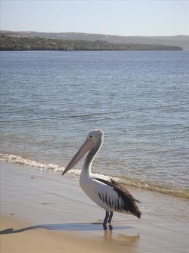 Australian pelican, Venus Bay, SA