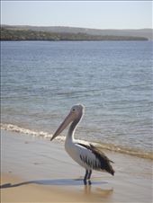 Australian pelican, Venus Bay, SA: by thomasz, Views[152]