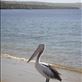 Australian pelican, Venus Bay, SA: by thomasz, Views[154]