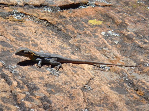 Little dragon, Flinders Ranges NP, SA